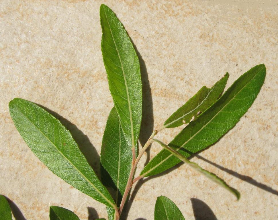 Salix atrocinerea / Salice di Gallura